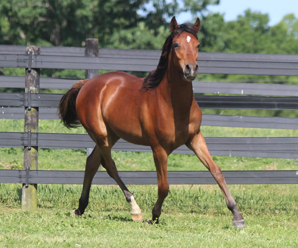 Royally Bred, 2014 filly (Thoroughbred x Royal Atheena) bred by Cre Run Farm